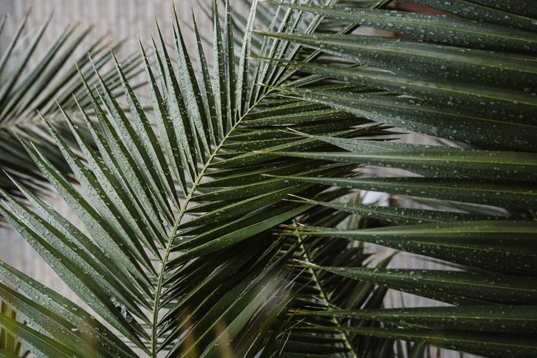 Palm branches
