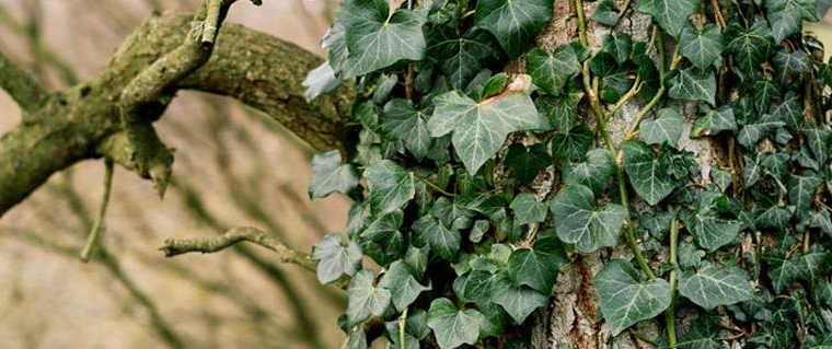 Digging Out Deep Roots