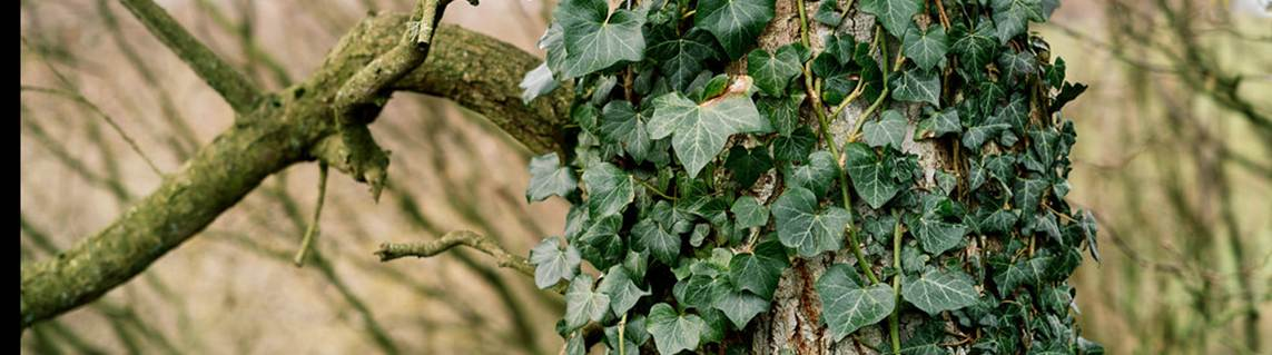 Digging Out Deep Roots